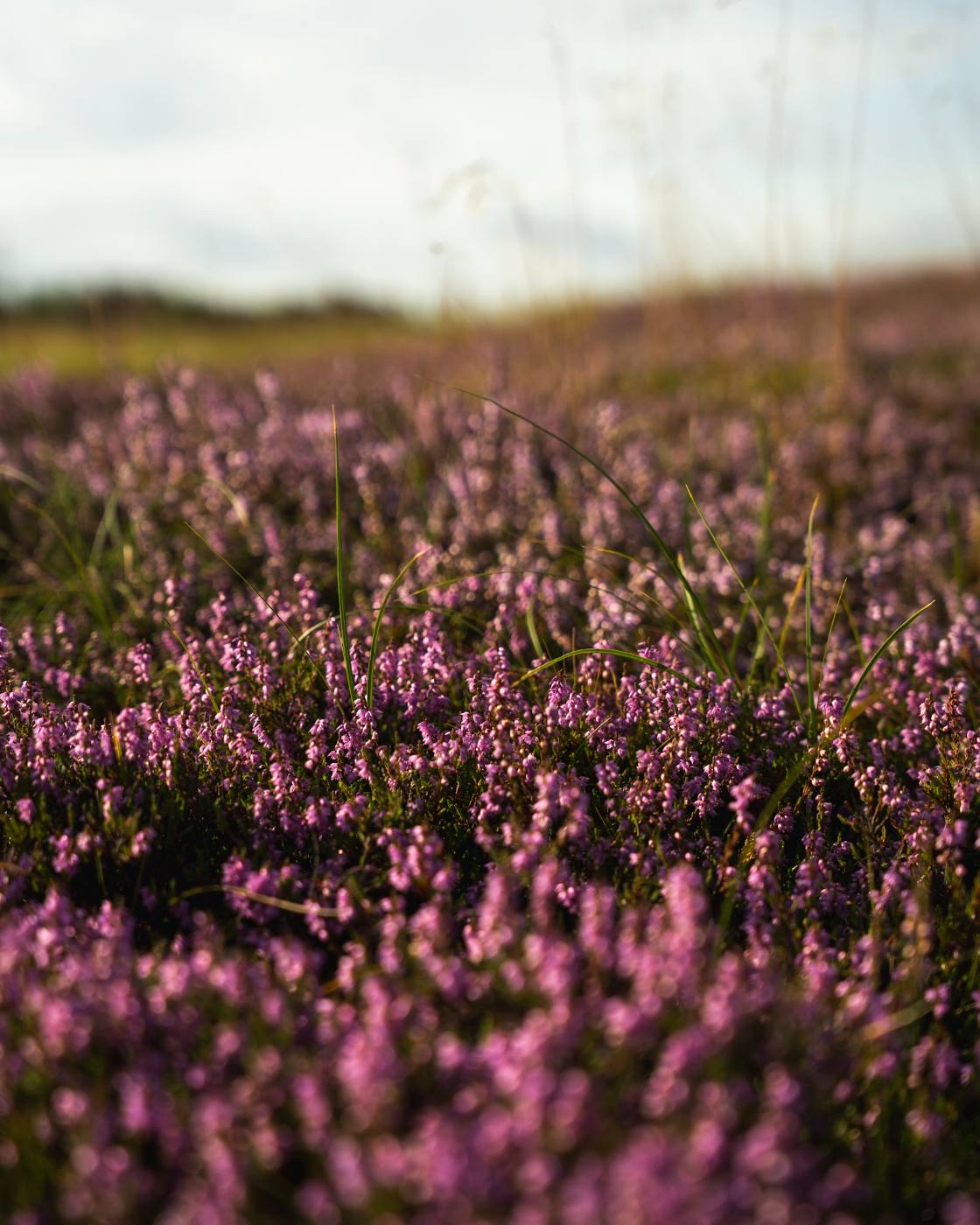 Heather in bloom beside the fairway.